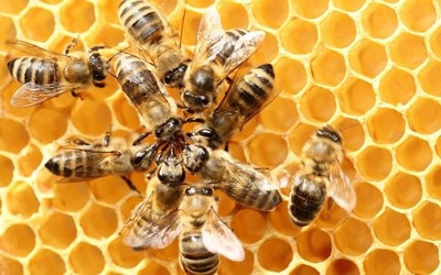 Ruches d'abeilles